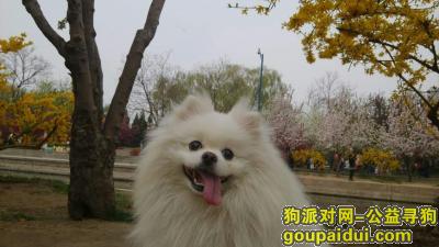 【北京找狗】，急！！北京市朝阳区惠新里幼儿园附近丢失白色博美！，它是一只非常可爱的宠物狗狗，希望它早日回家，不要变成流浪狗。