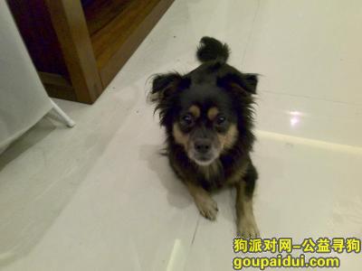 北京捡到狗，管庄路二高速辅路附近捡到狗狗，它是一只非常可爱的宠物狗狗，希望它早日回家，不要变成流浪狗。