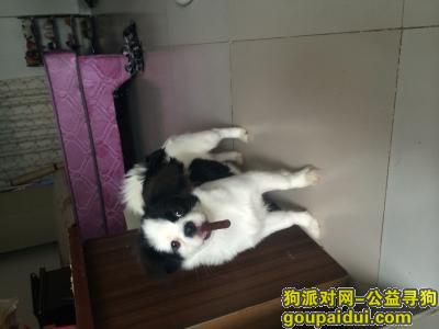 【南宁找狗】，2015年9月27号上午在亭洪路江边丢失蝴蝶狗，它是一只非常可爱的宠物狗狗，希望它早日回家，不要变成流浪狗。