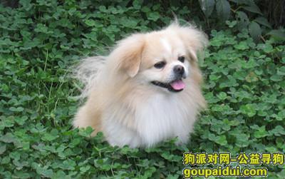 郑州找狗 9月27日早上郑东新区河南艺术中心附近丢失金黄色爱犬“布丁”，请捡到者致电18739921199 康女士，谢谢，它是一只非常可爱的宠物狗狗，希望它早日回家，不要变成流浪狗。