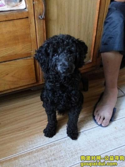 丰台区大红门，榴乡桥附近丢了一只黑色泰迪，它是一只非常可爱的宠物狗狗，希望它早日回家，不要变成流浪狗。