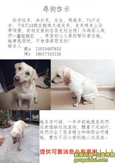 急寻爱犬 24日于茶光村走失，它是一只非常可爱的宠物狗狗，希望它早日回家，不要变成流浪狗。