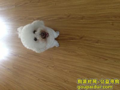 杭州寻狗网，杭州老余杭宝塔山公园附近丢失比熊一只，它是一只非常可爱的宠物狗狗，希望它早日回家，不要变成流浪狗。