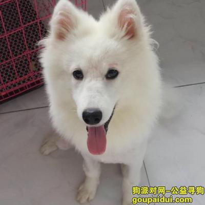 五个多月公萨摩耶2015年9月28号晚上走失，它是一只非常可爱的宠物狗狗，希望它早日回家，不要变成流浪狗。