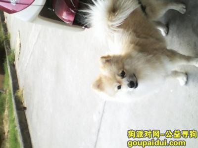 无锡寻狗，在江阴人民东路走失爱犬，黄白博美，望好心人帮忙，它是一只非常可爱的宠物狗狗，希望它早日回家，不要变成流浪狗。