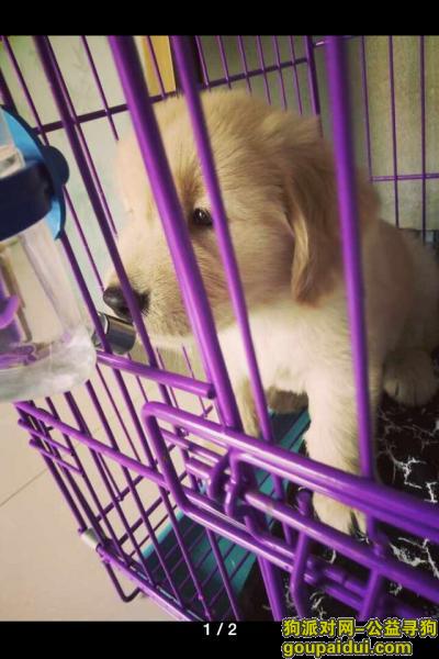 【保定找狗】，安国八五宾馆附近走失，一个两个月金毛，它是一只非常可爱的宠物狗狗，希望它早日回家，不要变成流浪狗。