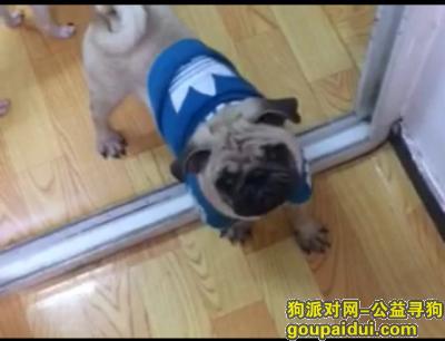 寻狗启示-9月29日 晚9点 在北京 朝阳 马泉营二区走丢，它是一只非常可爱的宠物狗狗，希望它早日回家，不要变成流浪狗。