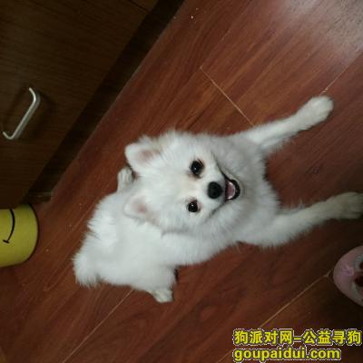 上海寻狗主人，十月一日在南车站路66路车站这里捡到白色博美，它是一只非常可爱的宠物狗狗，希望它早日回家，不要变成流浪狗。