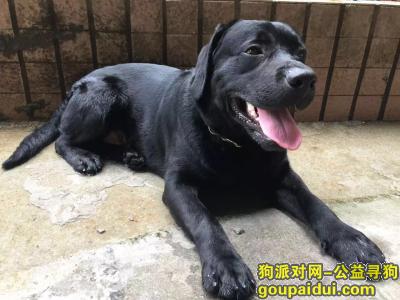 武夷山找狗，一岁黑色【拉布拉多】走失，它是一只非常可爱的宠物狗狗，希望它早日回家，不要变成流浪狗。