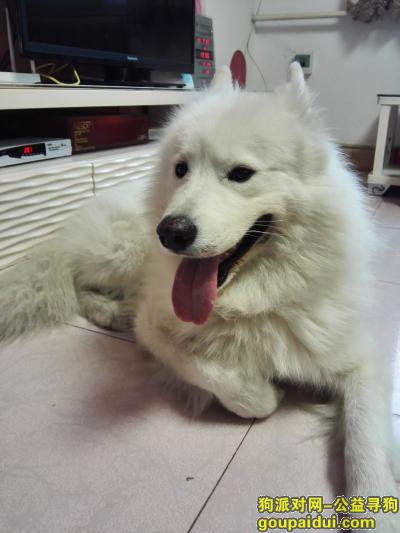 寻找成年狼版萨摩耶公犬，联系人狗妈妈15129090945，它是一只非常可爱的宠物狗狗，希望它早日回家，不要变成流浪狗。