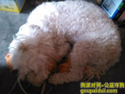 宝山共富新村捡到一只白色宠物狗，它是一只非常可爱的宠物狗狗，希望它早日回家，不要变成流浪狗。
