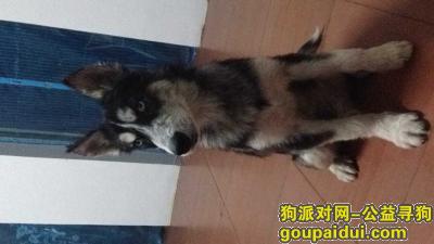 鄱阳县东湖小区走失8个月大哈士奇，它是一只非常可爱的宠物狗狗，希望它早日回家，不要变成流浪狗。