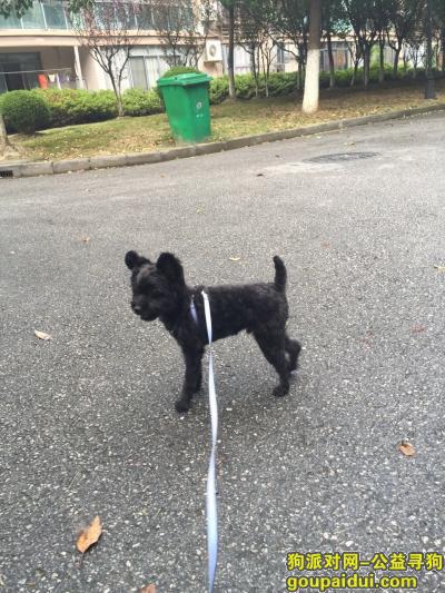 寻两岁大公狗黑豆，于10月2日下午在上海闵行颛桥绿久苑附近走散，它是一只非常可爱的宠物狗狗，希望它早日回家，不要变成流浪狗。