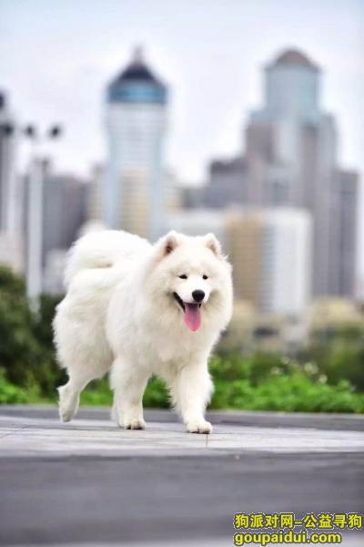 深圳寻狗启示，重金寻15个月萨摩耶弟弟，它是一只非常可爱的宠物狗狗，希望它早日回家，不要变成流浪狗。