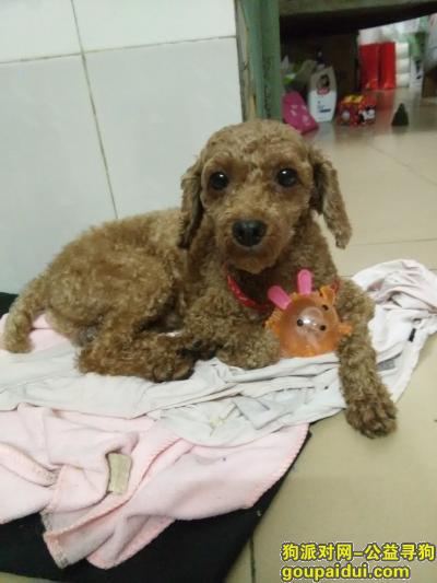 深圳找狗，深圳龙华寻找小型棕色贵宾，它是一只非常可爱的宠物狗狗，希望它早日回家，不要变成流浪狗。