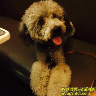 台州找狗，路桥寻找灰色贵宾，它是一只非常可爱的宠物狗狗，希望它早日回家，不要变成流浪狗。
