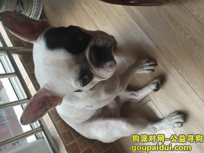 捡到法国斗牛犬，河南省洛阳市寻狗启示，它是一只非常可爱的宠物狗狗，希望它早日回家，不要变成流浪狗。