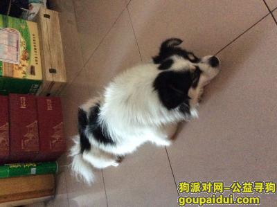 【深圳找狗】，寻找西乡走丢黑白蝴蝶串犬，它是一只非常可爱的宠物狗狗，希望它早日回家，不要变成流浪狗。