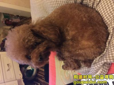 【北京找狗】，泰迪 北京天坛南门李村附近，它是一只非常可爱的宠物狗狗，希望它早日回家，不要变成流浪狗。