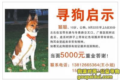 苏州寻狗启示，5000元寻爱犬，不会放弃任何机会！，它是一只非常可爱的宠物狗狗，希望它早日回家，不要变成流浪狗。