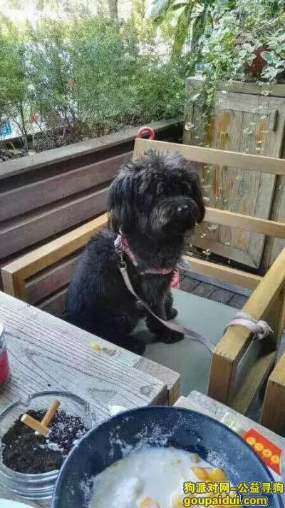 【上海找狗】，我家狗狗在2015年10月1日丢失松狮犬，它是一只非常可爱的宠物狗狗，希望它早日回家，不要变成流浪狗。