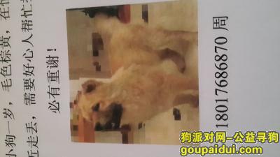 【上海找狗】，寻松狮2015年10月1日丢失，它是一只非常可爱的宠物狗狗，希望它早日回家，不要变成流浪狗。