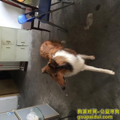 福州找狗主人，台江区附近捡到苏牧一只，它是一只非常可爱的宠物狗狗，希望它早日回家，不要变成流浪狗。