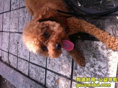 【北京找狗】，寻找泰迪狗9月6日在东四南大街内务步行街不慎丢失，丢失于早上希望好心人能与我联系。，它是一只非常可爱的宠物狗狗，希望它早日回家，不要变成流浪狗。