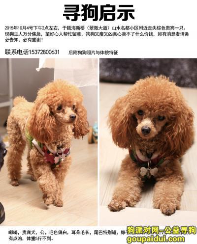 9月4日温州瓯海新桥丢失棕色公贵宾一只，偏瘦小，它是一只非常可爱的宠物狗狗，希望它早日回家，不要变成流浪狗。