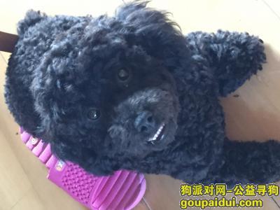 寻找爱犬黑色小泰迪豆豆，它是一只非常可爱的宠物狗狗，希望它早日回家，不要变成流浪狗。