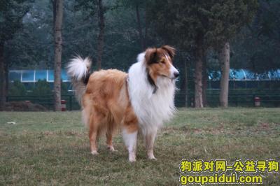 北京市海淀区中央党校北门附近苏牧丢失，它是一只非常可爱的宠物狗狗，希望它早日回家，不要变成流浪狗。