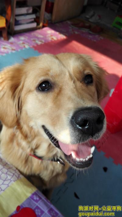 沈阳寻狗启示，八个月母金毛于2015年10月9号晚上九点半在泉园广场一区走，它是一只非常可爱的宠物狗狗，希望它早日回家，不要变成流浪狗。