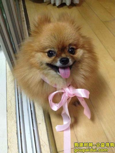 【上海找狗】，小格你快回来！！！！，它是一只非常可爱的宠物狗狗，希望它早日回家，不要变成流浪狗。