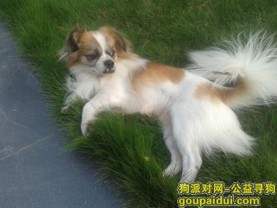 重庆北碚蔡家两江名居丢了爱狗蛋蛋 等你回家！，它是一只非常可爱的宠物狗狗，希望它早日回家，不要变成流浪狗。