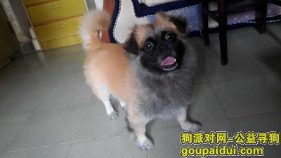 广州寻狗网，寻狗启示，报酬1000元，它是一只非常可爱的宠物狗狗，希望它早日回家，不要变成流浪狗。