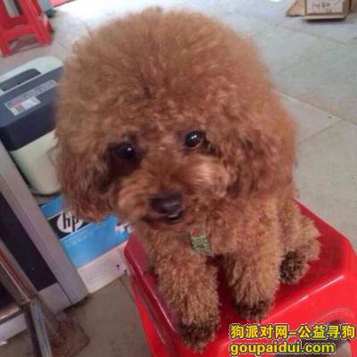 广州寻狗启示，寻狗重酬千元以上，贵宾犬，它是一只非常可爱的宠物狗狗，希望它早日回家，不要变成流浪狗。