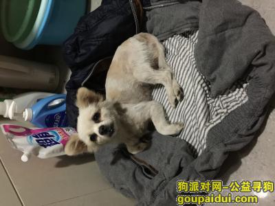 求大家帮忙留意 北京寻狗，它是一只非常可爱的宠物狗狗，希望它早日回家，不要变成流浪狗。