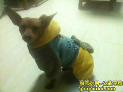 天津寻狗网，天津梅江地区寻找棕色小鹿犬，，它是一只非常可爱的宠物狗狗，希望它早日回家，不要变成流浪狗。