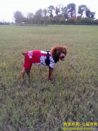 郑州寻狗启示，连霍高速寻找玩具体红棕贵宾，它是一只非常可爱的宠物狗狗，希望它早日回家，不要变成流浪狗。