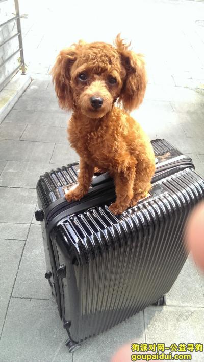 连霍高速西安服务区寻玩具体红棕色贵宾，它是一只非常可爱的宠物狗狗，希望它早日回家，不要变成流浪狗。