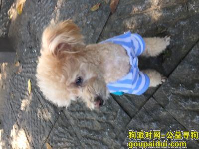 杭州寻狗启示，寻找小型迷你型贵宾犬，它是一只非常可爱的宠物狗狗，希望它早日回家，不要变成流浪狗。