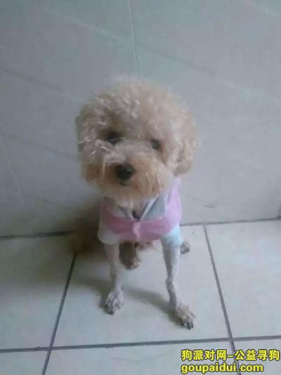 【潍坊找狗】，山东潍坊幸福街潍州路附近丢失浅黄色泰迪一只，它是一只非常可爱的宠物狗狗，希望它早日回家，不要变成流浪狗。
