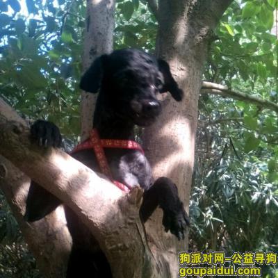 郑州寻狗启示，双排牙小耳朵黑泰迪寻家，它是一只非常可爱的宠物狗狗，希望它早日回家，不要变成流浪狗。