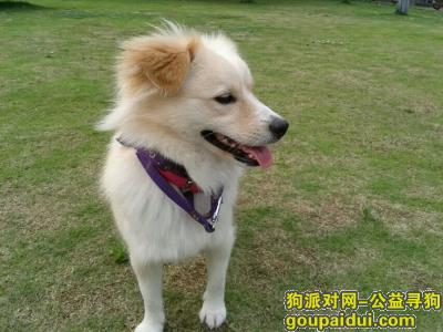 寻狗，寻武汉市洪山区狗狗走失于马房山中百仓储，它是一只非常可爱的宠物狗狗，希望它早日回家，不要变成流浪狗。