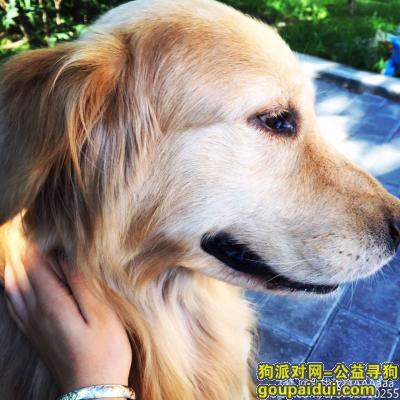 【北京找狗】，养了7年的金毛被人拖走，它是一只非常可爱的宠物狗狗，希望它早日回家，不要变成流浪狗。