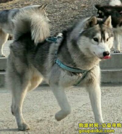 辽宁省沈阳市沈河区丢失哈士奇灰色2岁公狗，它是一只非常可爱的宠物狗狗，希望它早日回家，不要变成流浪狗。