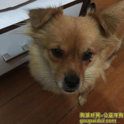 苏州市平江区桃花坞大街寻找一只黄色狗狗，好心人看到请联系我，它是一只非常可爱的宠物狗狗，希望它早日回家，不要变成流浪狗。