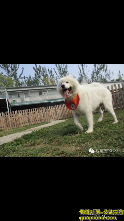 【北京找狗】，北京寻狗，奶昔走失，重金求助，它是一只非常可爱的宠物狗狗，希望它早日回家，不要变成流浪狗。