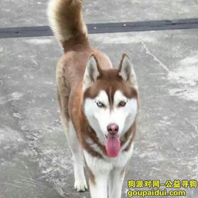 【杭州找狗】，母鸳鸯眼哈士奇寻找棕色，它是一只非常可爱的宠物狗狗，希望它早日回家，不要变成流浪狗。