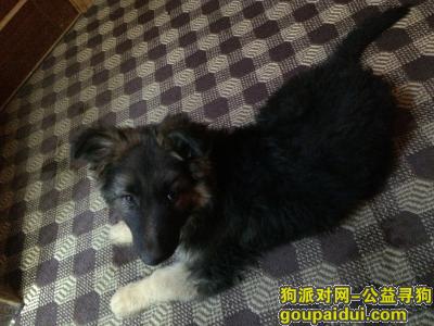 【拉萨找狗】，拉萨德吉北路走失一条小黑背，它是一只非常可爱的宠物狗狗，希望它早日回家，不要变成流浪狗。